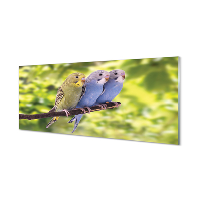 Acrylglasbilder Papagei auf einem zweig gefärbt