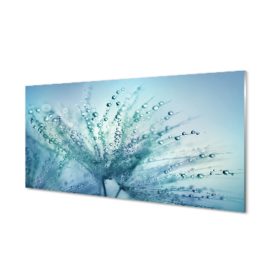 Acrylglasbilder Löwenzahn-makro tropfen