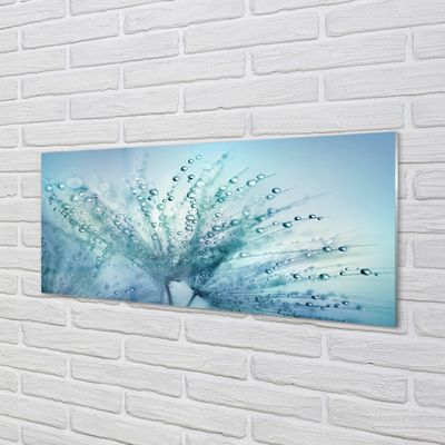 Acrylglasbilder Löwenzahn-makro tropfen