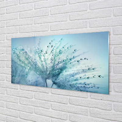 Acrylglasbilder Löwenzahn-makro tropfen