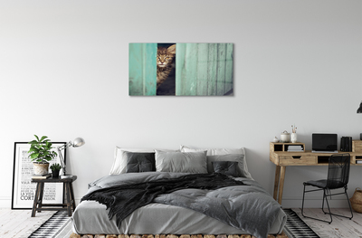 Acrylglasbilder Katze zaglądający