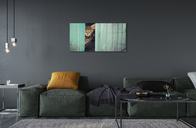 Acrylglasbilder Katze zaglądający