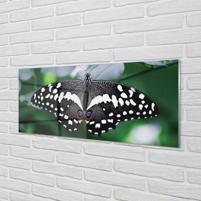 Acrylglasbilder Schmetterling bunte blätter