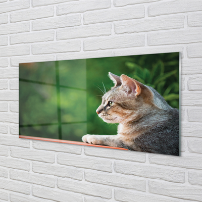 Acrylglasbilder Katze suchen