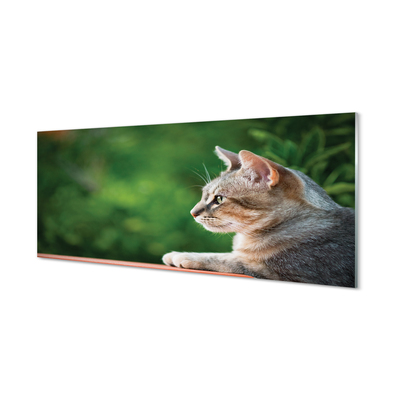 Acrylglasbilder Katze suchen