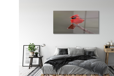 Acrylglasbilder Red papagei auf einem zweig