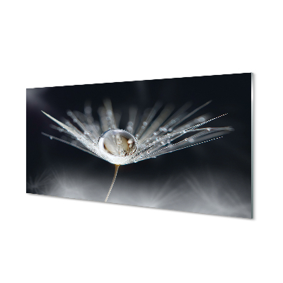 Acrylglasbilder Makro löwenzahn tropfen