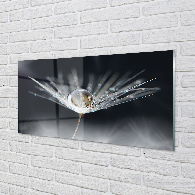 Acrylglasbilder Makro löwenzahn tropfen