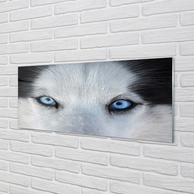 Acrylglasbilder Wolf augen