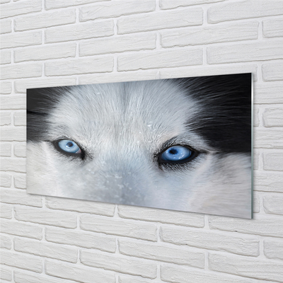 Acrylglasbilder Wolf augen