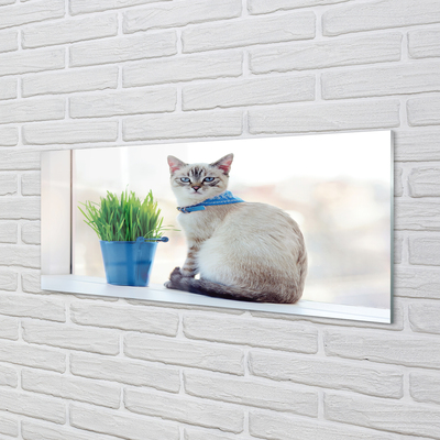 Acrylglasbilder Katze sitz