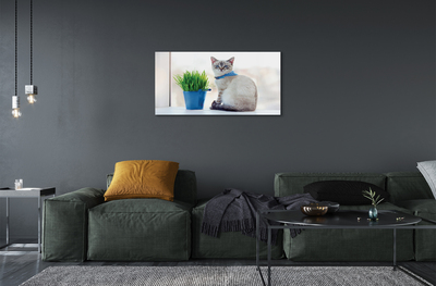 Acrylglasbilder Katze sitz
