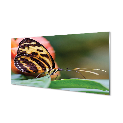 Acrylglasbilder Schmetterling