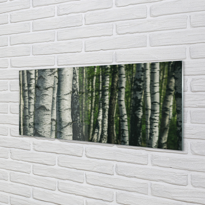 Acrylglasbilder Birkenwald