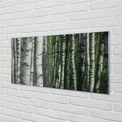 Acrylglasbilder Birkenwald