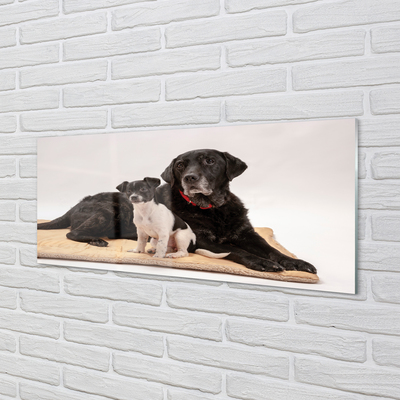 Acrylglasbilder Beschichtete hunde