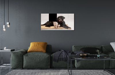 Acrylglasbilder Beschichtete hunde