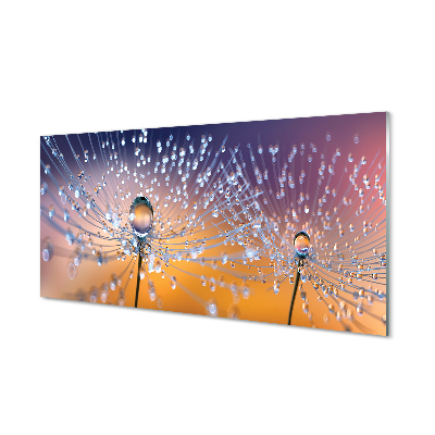 Acrylglasbilder Löwenzahn-makro tropfen