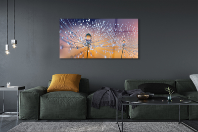 Acrylglasbilder Löwenzahn-makro tropfen