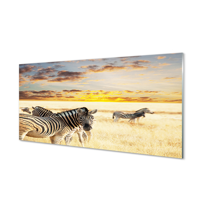 Acrylglasbilder Sonnenuntergang auf dem feld zebra