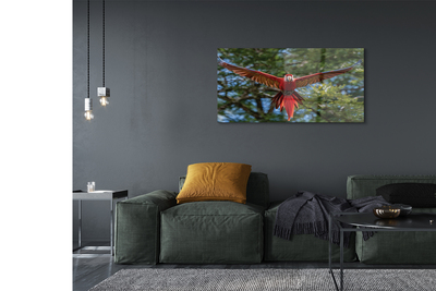 Acrylglasbilder Macawpapagei