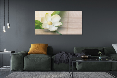 Acrylglasbilder Weiße magnolie