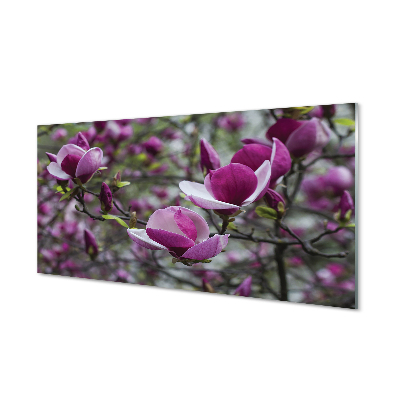 Acrylglasbilder Lila magnolie