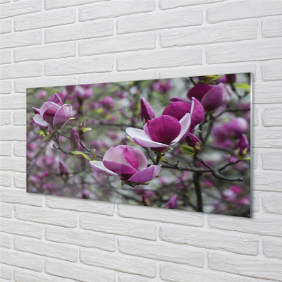 Acrylglasbilder Lila magnolie