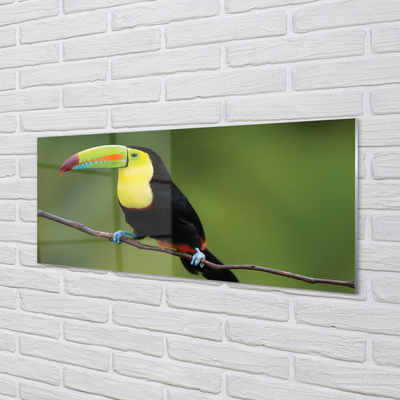 Acrylglasbilder Papagei auf einem zweig gefärbt