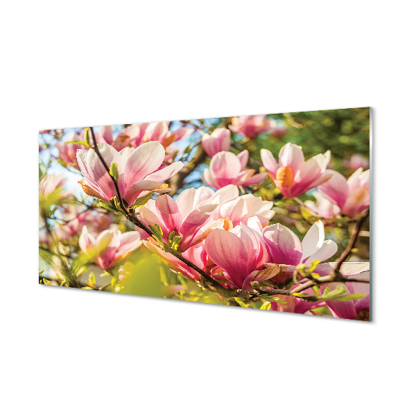 Acrylglasbilder Rosa magnolias