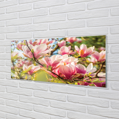 Acrylglasbilder Rosa magnolias