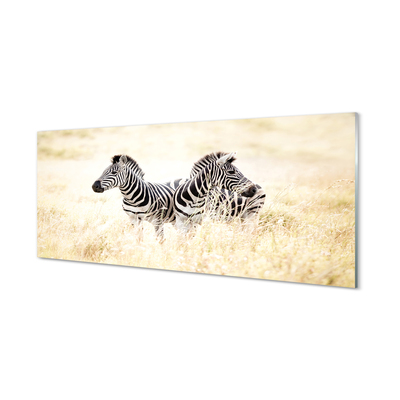 Acrylglasbilder Zebra-box