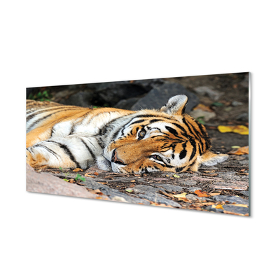 Acrylglasbilder Liegend tiger