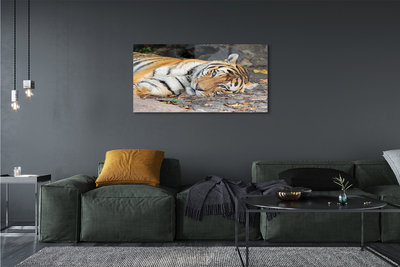 Acrylglasbilder Liegend tiger