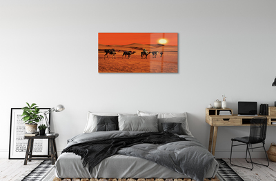 Acrylglasbilder Kamele himmel sonne wüste menschen