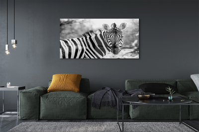 Acrylglasbilder Zebra retro