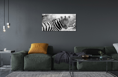 Acrylglasbilder Zebra retro