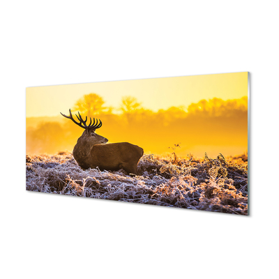 Acrylglasbilder Deer sonnenaufgang wintersonne