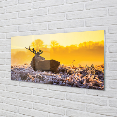 Acrylglasbilder Deer sonnenaufgang wintersonne