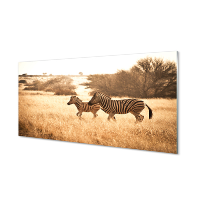 Acrylglasbilder Zebra sonnenuntergang feld
