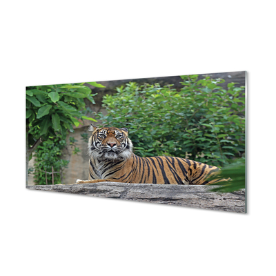 Acrylglasbilder Tiger woods