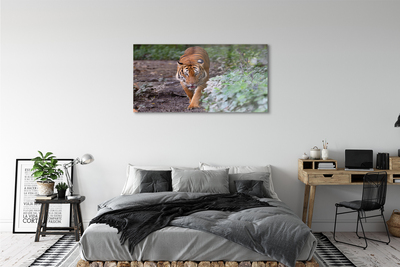 Acrylglasbilder Tiger woods