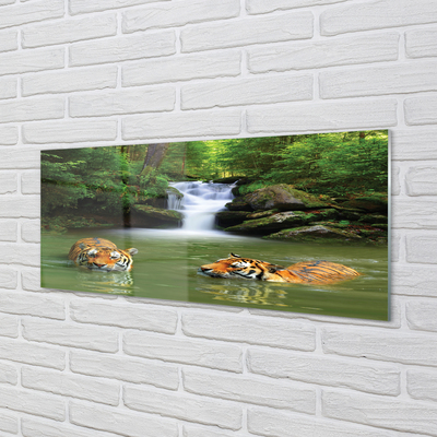 Acrylglasbilder Wasserfall tiger