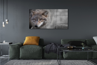 Acrylglasbilder Wolf
