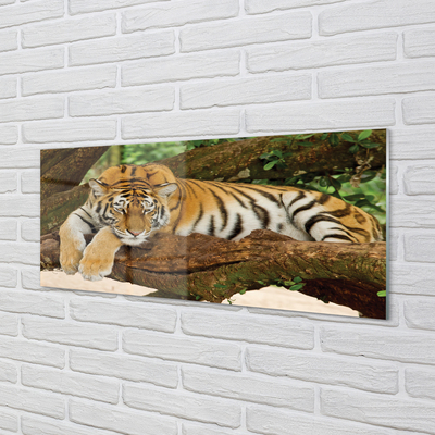 Acrylglasbilder Tiger baum