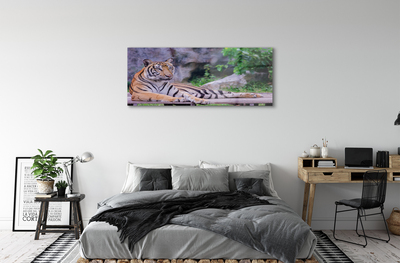 Acrylglasbilder Tiger in einem zoo