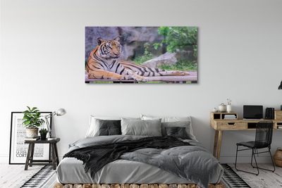 Acrylglasbilder Tiger in einem zoo