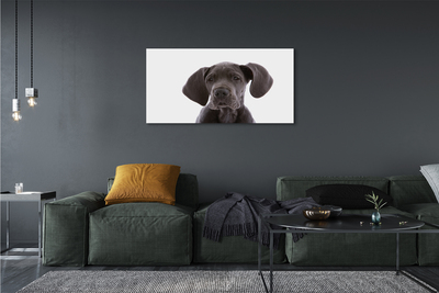 Leinwandbilder brauner Hund