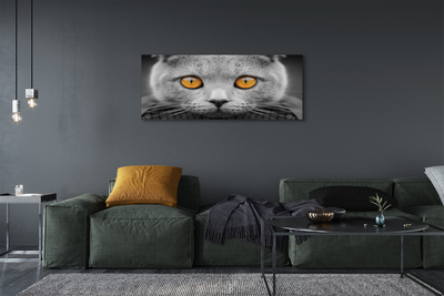 Leinwandbilder Britische graue Katze