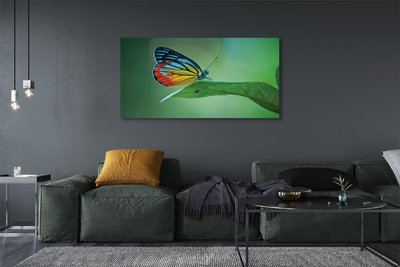 Leinwandbilder farbiges Schmetterling Blatt